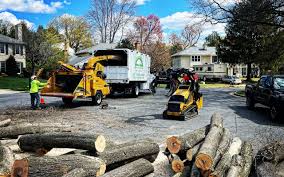 Best Tree Disease Treatment  in St Paul Park, MN